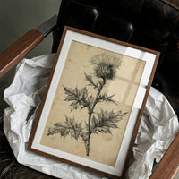 Thistle Study — Heavy Crosshatch Botanical Engraving