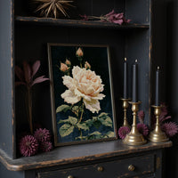 Peach Rose in Midnight