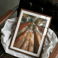 Cathedral of Redwoods