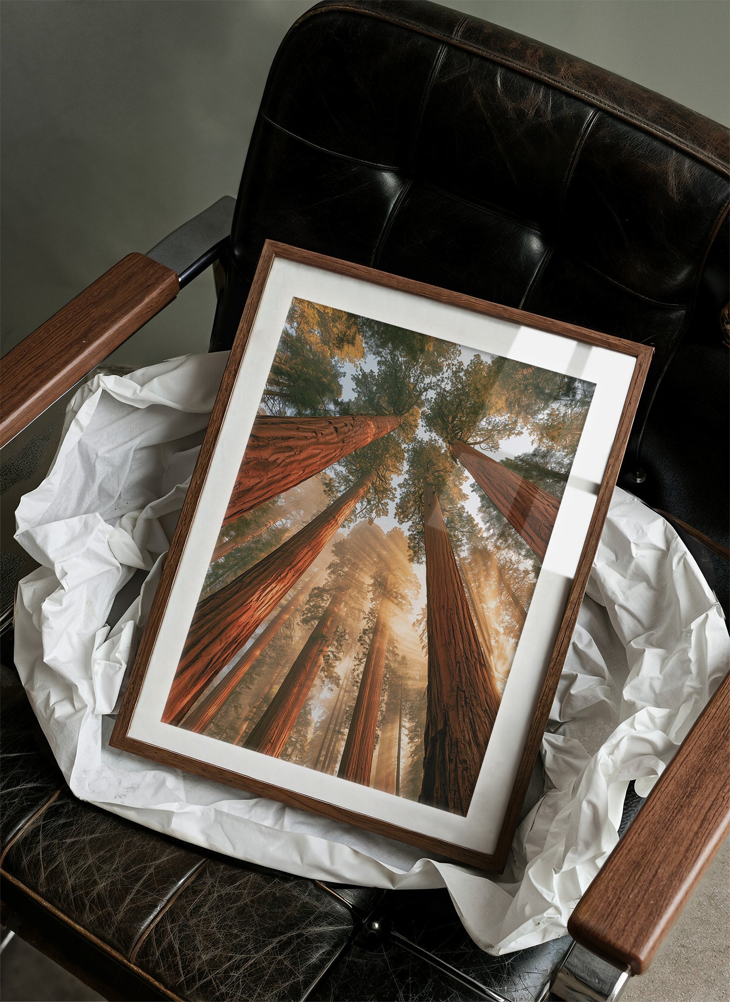 Cathedral of Redwoods