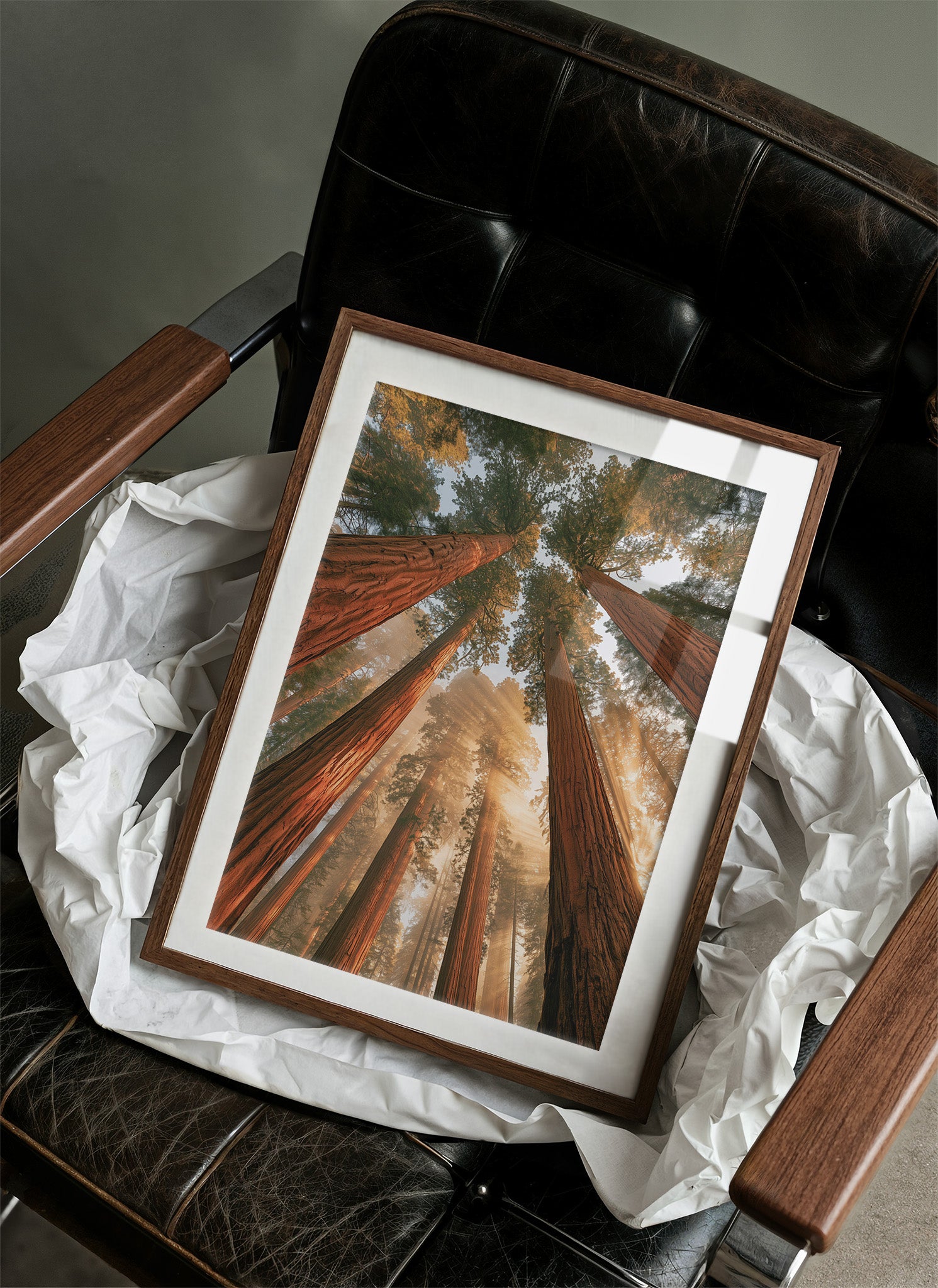 Cathedral of Redwoods