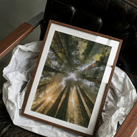 Redwoods and Sunburst