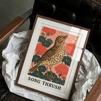 Song Thrush Among Geraniums