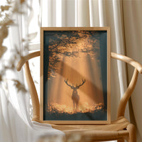 Where the Light Finds the Forest King