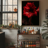 Amaryllis in Full Crimson Bloom