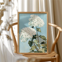 White Hydrangea Sky Bloom
