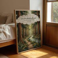Like a Tree Planted by the Water: Redwood Forest Stream