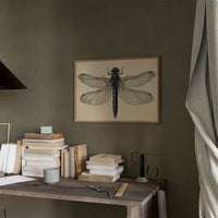 Dragonfly Anatomy Study