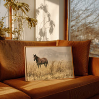 Bay Horse in the Golden Field